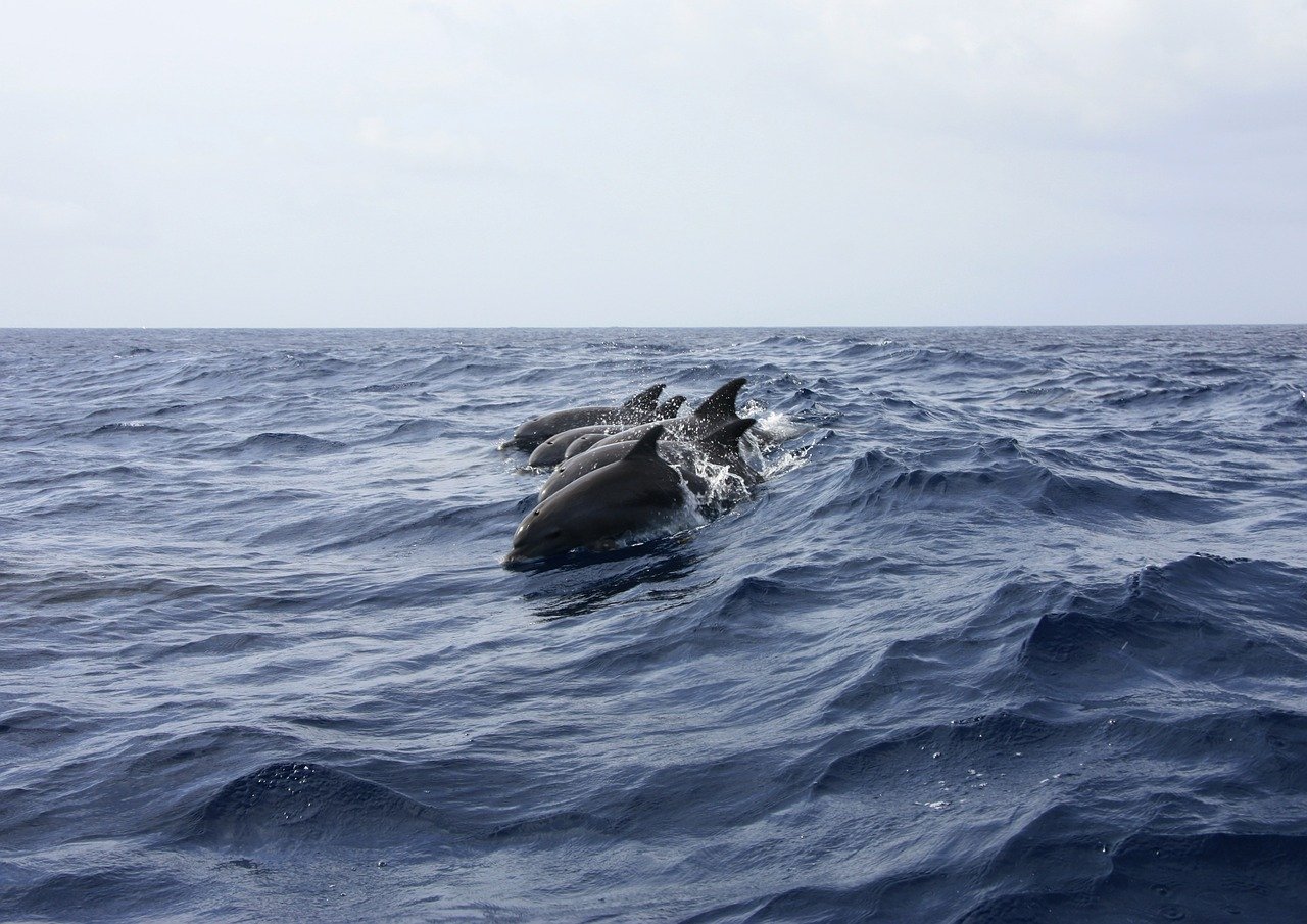 Gilles Lagnel from Pixabay Why do we still get shocked when we find out Malaysia has dolphins?